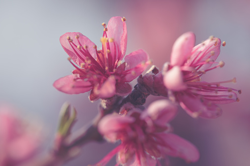 Gentle peach blossoms that bloom softly and transparently