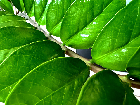A branch with leaves from a green house plant.