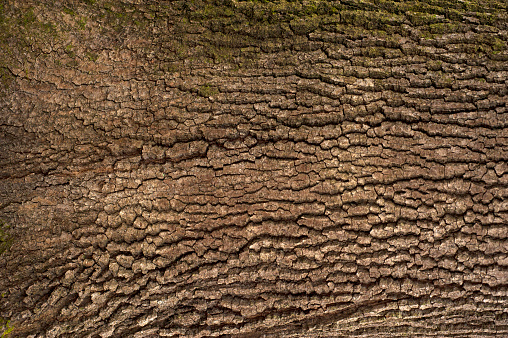 Photo of the oak texture with moss.