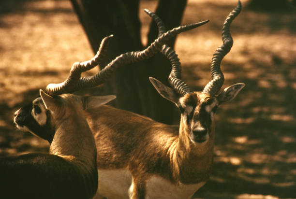 säugetier-böcke. - hirschziegenantilope stock-fotos und bilder