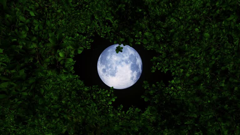 Bright glowing full moon in the sky through the trees. Mystery Moonshine. Dark blue night, evening sky. Forest, trees silhouettes on the front. Halloween mood. 3D render. 4K animation