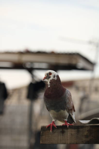 istock close up photo of perching bird 1388443632