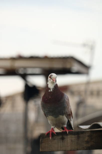 istock close up photo of perching bird 1388443652