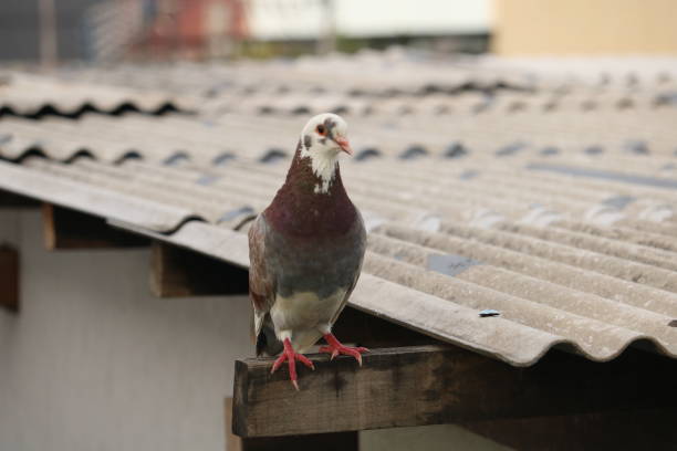 istock close up photo of perching bird 1388443666