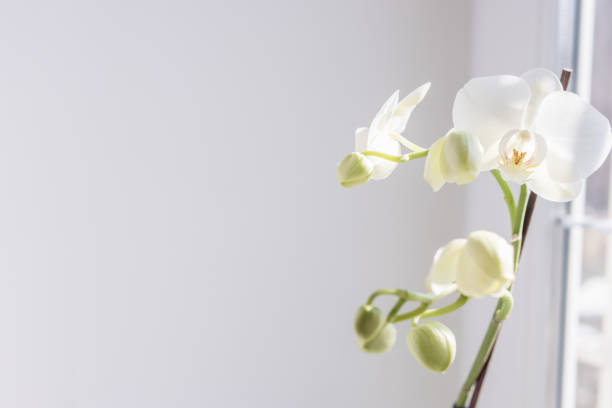 istock white blooming orchid on a window,there is a place for an inscription 1388444828