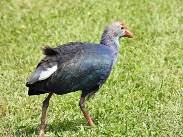 istock Grey-headed Swamphen (Porphyrio poliocephalus) - walking in the grass 1388444946