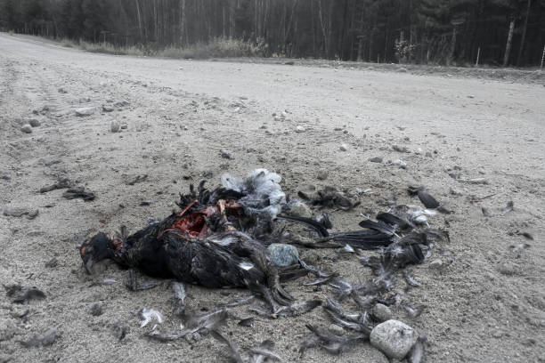 Car as direct cause of mortality among birds. Black Grouse (male) hit by car on back road, partially eaten by crows