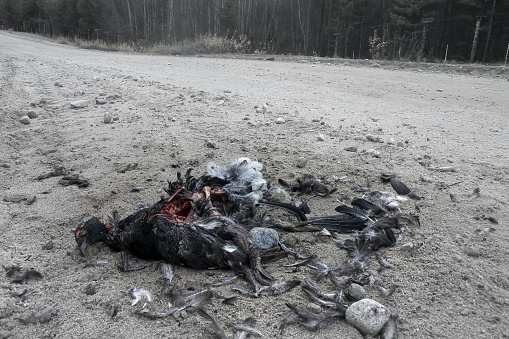 Car as direct cause of mortality among birds. Black Grouse (male) hit by car on back road, partially eaten by crows