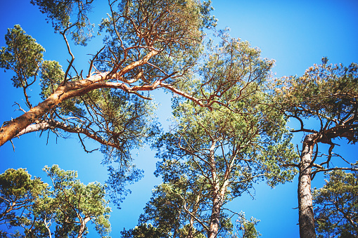 Treetops of pine trees on the Baltic Sea against the blue sky.