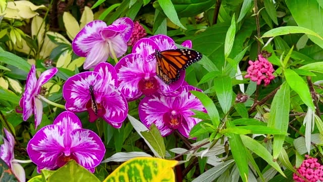 Endangered female Monarch butterfly on a Phalaenopsis orchid