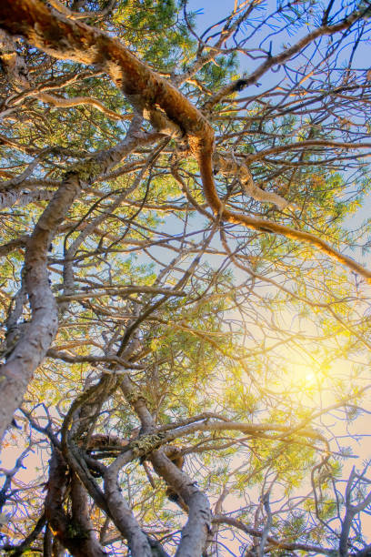 istock Intertwining of trunks and branches of pine 1388446538