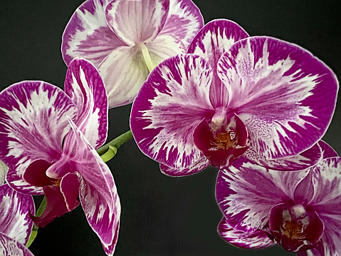 Blooming purple Phalaenopsis orchid. The Orchidaceae are a diverse and widespread family of flowering plants, with blooms that are often colorful and fragrant, commonly known as the orchid family.