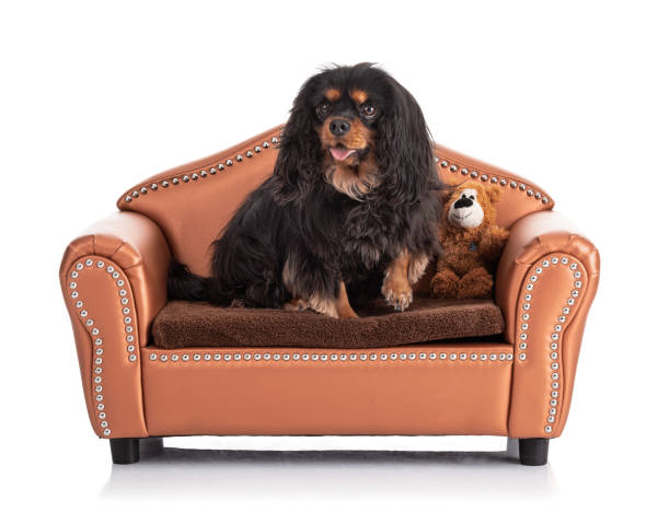 istock Cavalier king charles spaniel dog sitting on a small sofa 1388447592