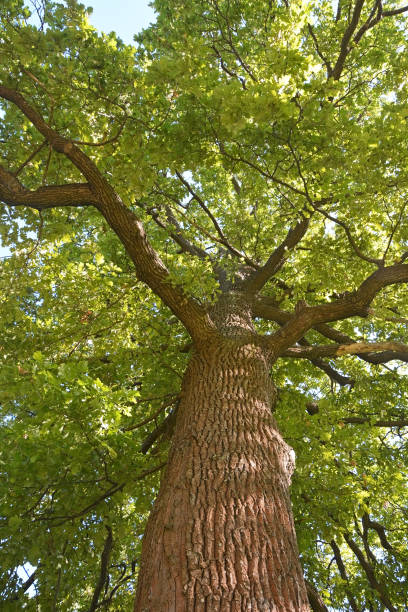 istock Big oak tree at summer season at sunny day 1388448433