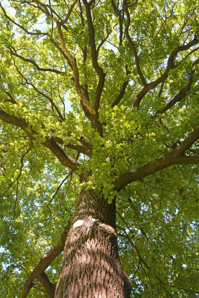 istock Big oak tree at summer season at sunny day 1388448479