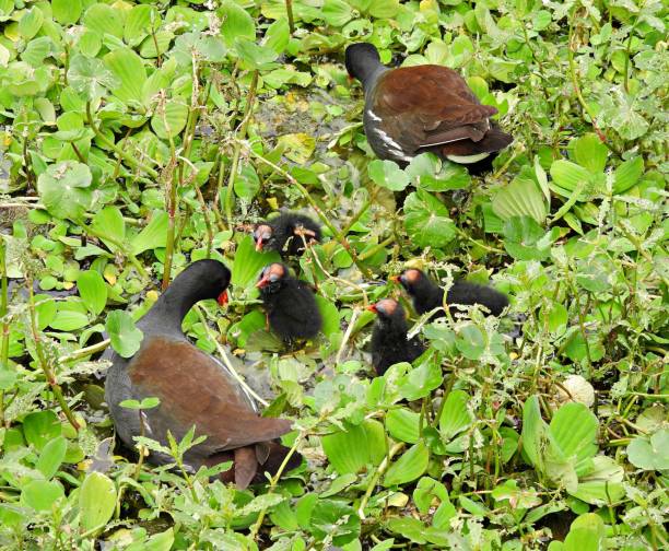 istock Common Gallinule (Gallinula galeata) with juveniles in the wetlands 1388449676