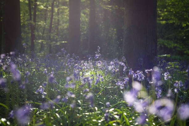 istock Spring in the Hundred Acre woods 6 1388450243