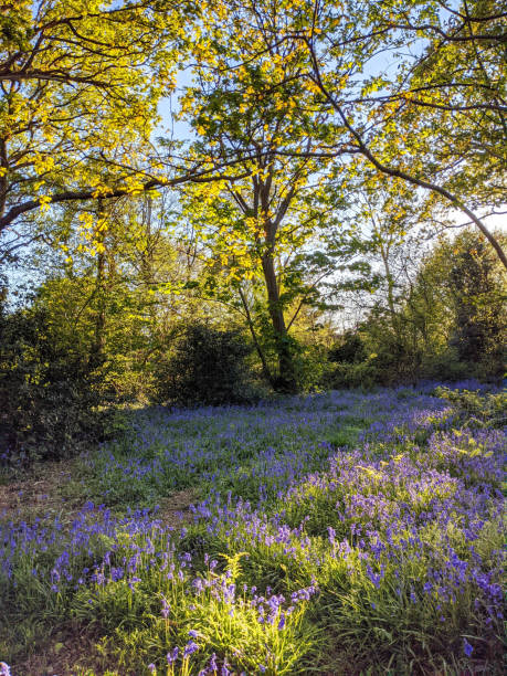 istock Spring in the Bluebell woods 11@ 1388450289