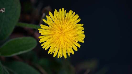 Close up image of a dandelion with green leaves in the background