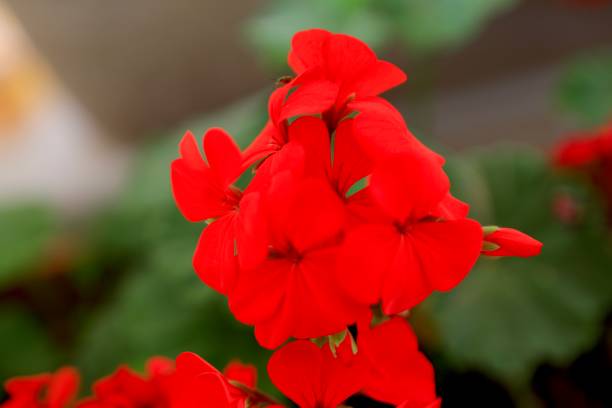 istock flower and plant 1388451552