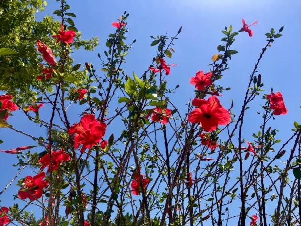 istock flower and plant 1388452532