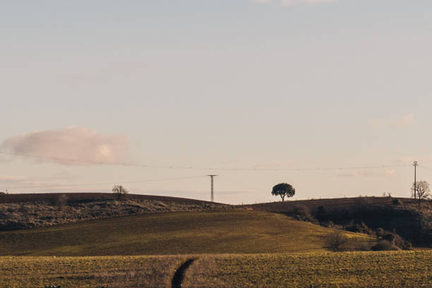 istock landscape wallpaper with an oak or walnut tree on the horizon 1388452631