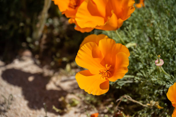 Poppies bloom in springtime in Southern California
