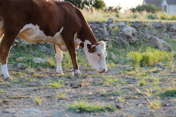 krowa rasy wołowej hereford - field hereford cattle domestic cattle usa zdjęcia i obrazy z banku zdjęć