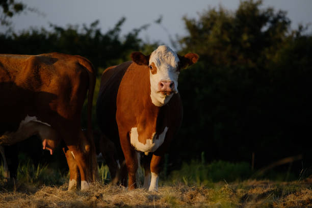 農業のための牛肉牧場のヘレフォード牛 - field hereford cattle domestic cattle usa ストックフォトと画像