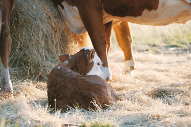 istock Hereford calf relaxing with beef cow herd in field 1388455827