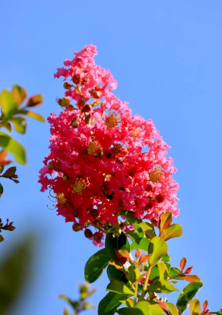 istock flower and plant 1388455958