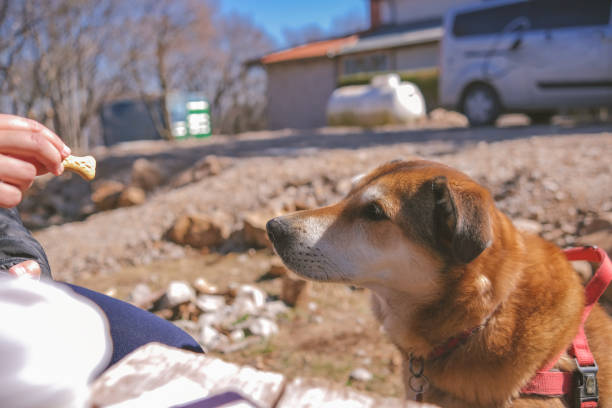 Cat, dogs, animals, pets