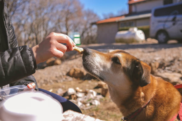 istock Getting a treat after a long hike in the forest 1388461007