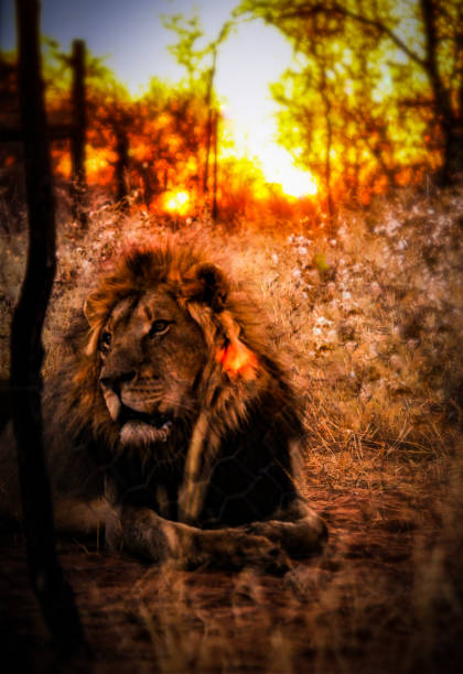 istock Male lion at sunset 1388462071