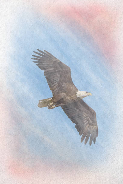 pittura ad acquerello di aquila calva americana che vola con le ali spalancate con i colori della bandiera usa - north america bald eagle portrait vertical foto e immagini stock