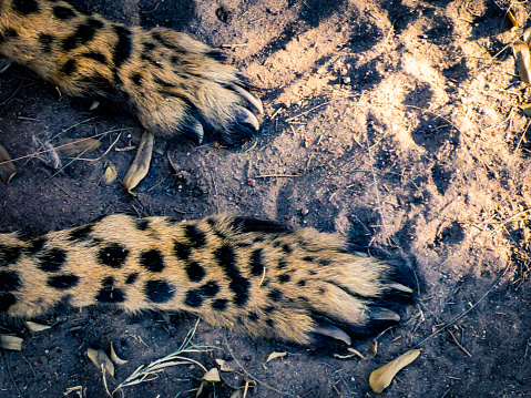Patas de un guepardo photo
