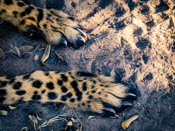 patas de un guepardo - almohadillas pata de animal fotografías e imágenes de stock