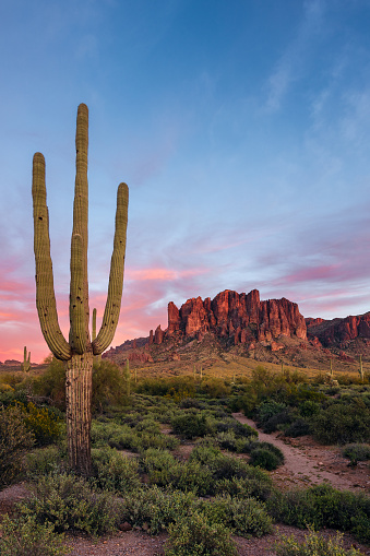 Scenic Sonoran Desert landscape with Saguaro Cactus in the Superstition Mountains at sunset in Lost Dutchman State Park, Arizona