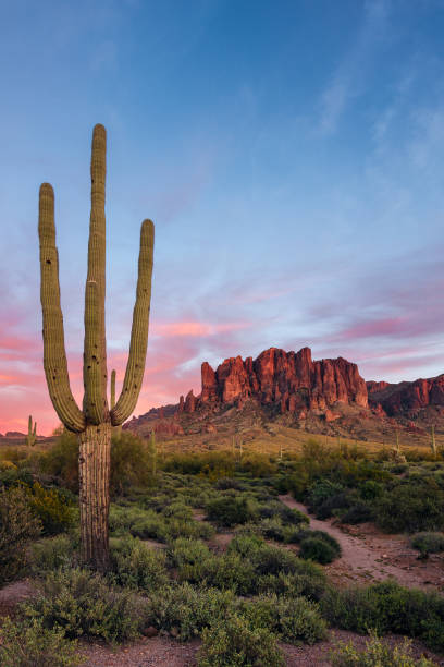 Arizona desert landscape with Saguaro Cactus at sunset in the Superstition Mountains Scenic Sonoran Desert landscape with Saguaro Cactus in the Superstition Mountains at sunset in Lost Dutchman State Park, Arizona arizona cactus stock pictures, royalty-free photos & images