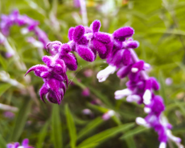 Soft purple flower seen up close stock photo