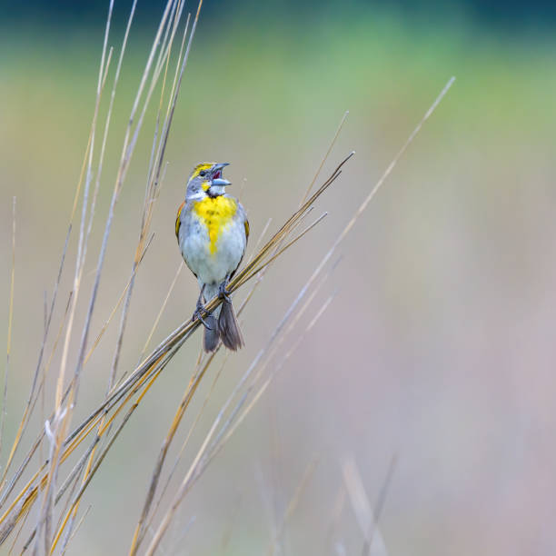 istock Dickcissel songbird perching on dead reeds singing birdsong 1388465285