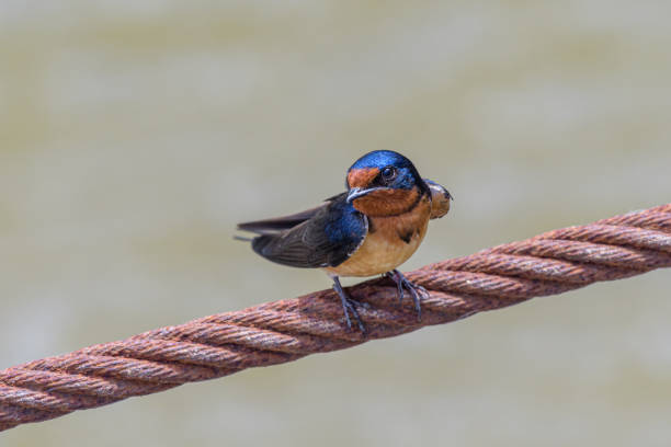 istock Barn Swallow perching on steel cable looking at camera 1388465287