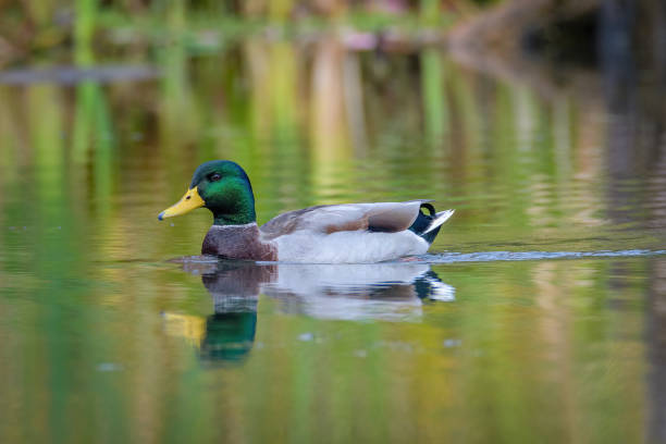 istock Male Mallard duck swimming on pond with reflection 1388465294