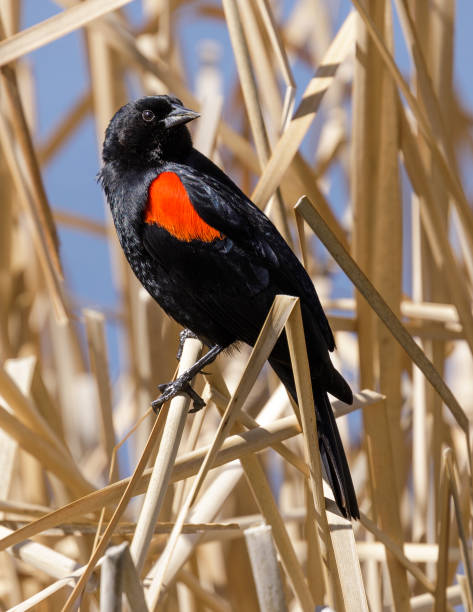 istock Red-winged Blackbird adult male perched on marsh grass 1388465893
