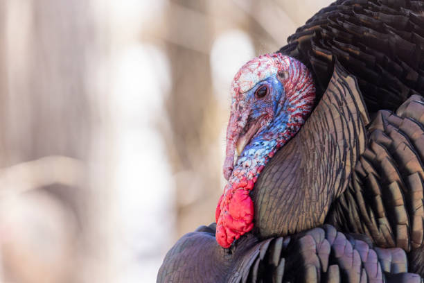istock Male wild turkey 1388468146
