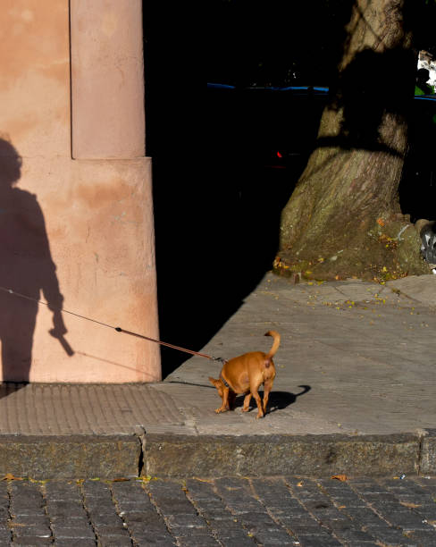 istock Walking the dachshund 1388468432