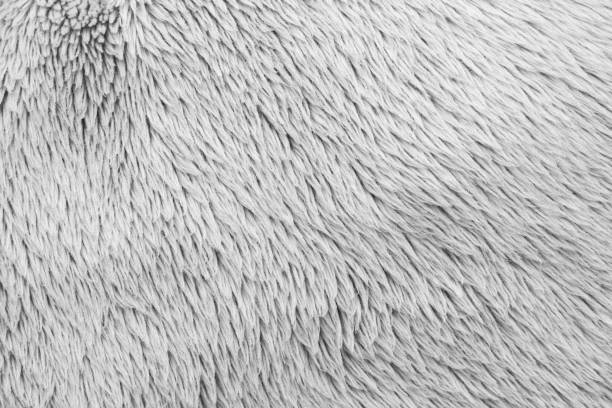 白いふわふわの毛皮織物ウールテクスチャの背景 - softness wildlife horizontal black and white ストックフォトと画像