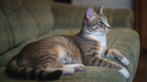 istock Graceful cat on the sofa at home 1388469454