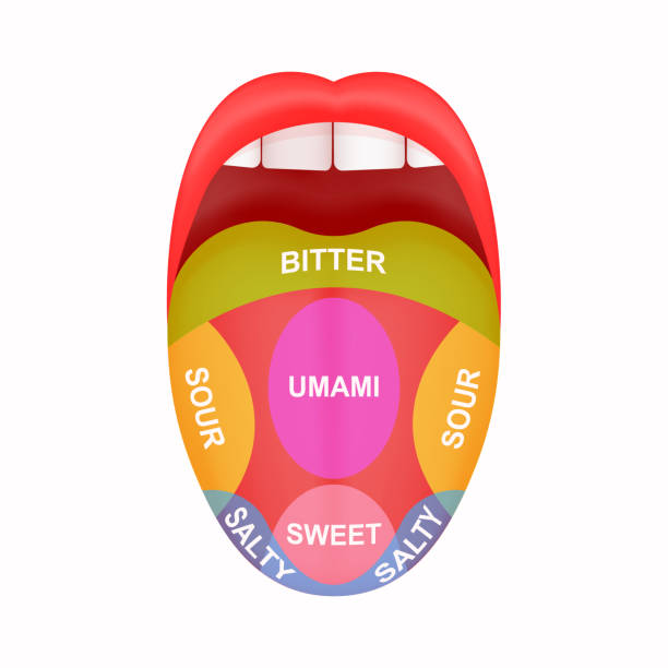 stockillustraties, clipart, cartoons en iconen met sticking out tongue with map marked bitter, sour, salty, sweet and umami zones. myth of human taste buds. open human mouth - proeven