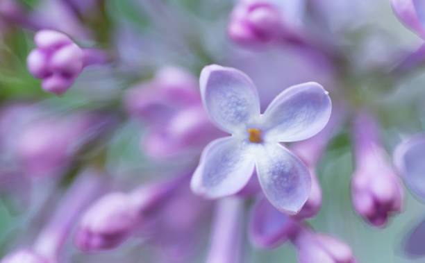 istock Blooming lilac flowers with selective soft focus. 1388469586